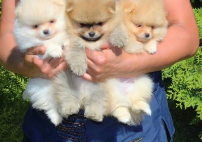 Trust Dog’s Kennel Pomeranian Pups For Sale