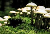 Mushroom-Farming