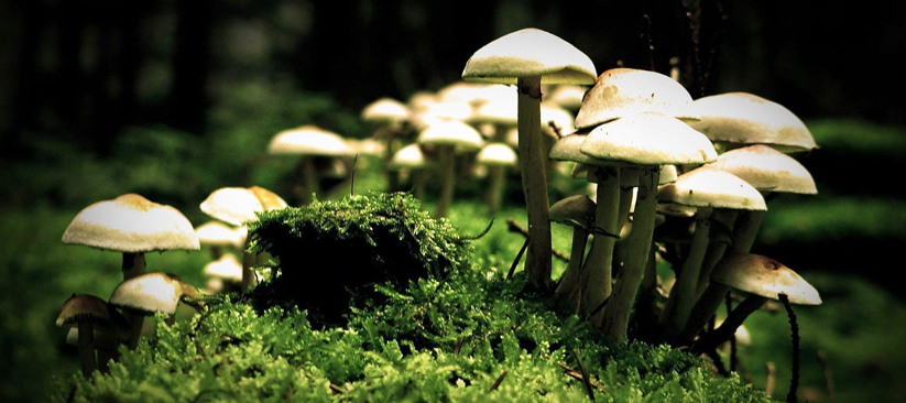 Mushroom-Farming