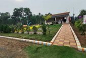 Open Plots At Pulluru – Myalavaram With SandalWood Plantation Near By Vijayawada