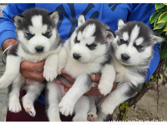 Cute KCI Siberian Husky Puppies available