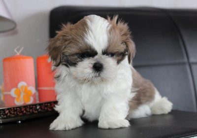 VACCINATED KCI SHIH TZU PUPPIES FOR SALE.
