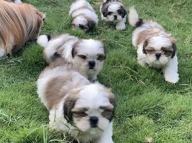 PURE BREED SHIH TZU MALE AND FEMALE PUPPIES FOR SALE