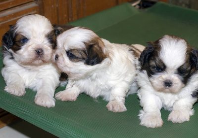 TOP QUALITY SHIH TZU PUPPIES AVAILABLE FOR SALE