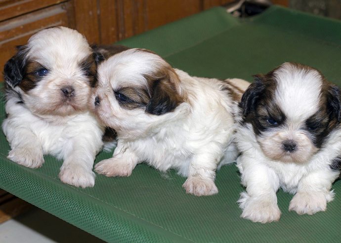 TOP QUALITY SHIH TZU PUPPIES AVAILABLE FOR SALE