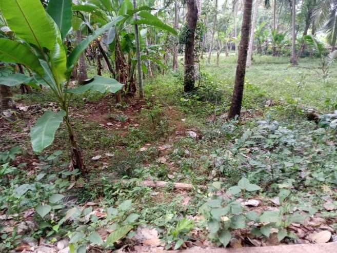 Plot for Villas and houses for sale @ Peruvayal