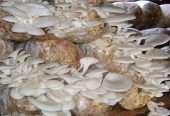Mushroom Consultancy in Lucknow