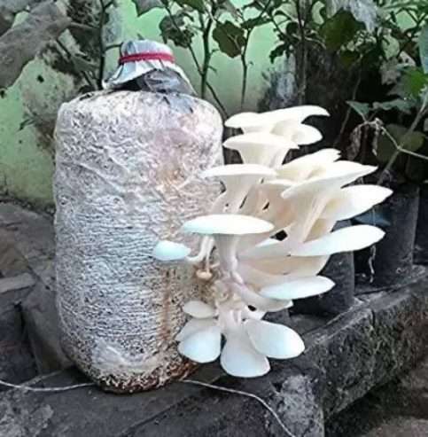 Mushroom Consultancy in Lucknow