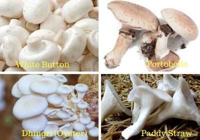 mushroom-type