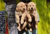 Top quality golden retriever puppies available