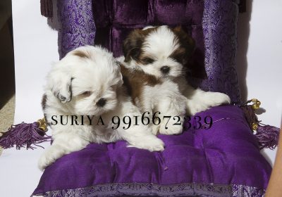 We want,You to be 100% happy with your new puppy shih tzu