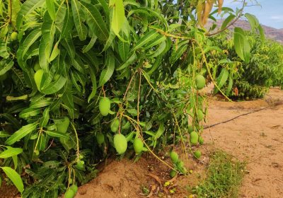 Mango Farm Land for Sale in Udumalai to Amaravathi Dam Road