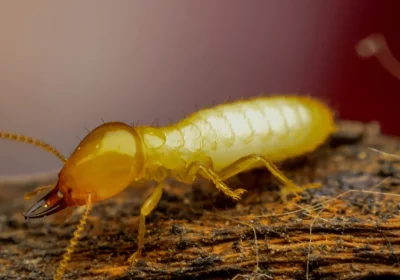 Termite Protection Brisbane
