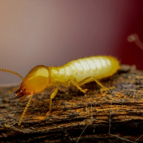 Termite Protection Brisbane