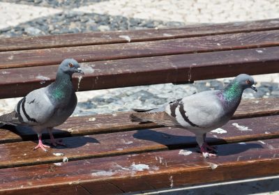 pigeons-2-